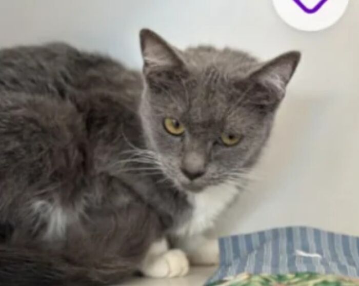 Gato gris con nombre creativo descansando junto a una manta a rayas, mostrando el mejor nombre para mascotas.