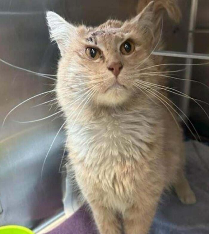 Gato adorable con expresión curiosa, ejemplo de mascotas con nombres creativos que merecen premios.