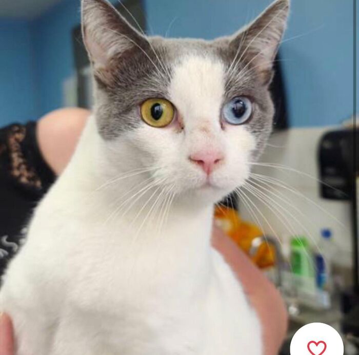 Gato con ojos de diferentes colores, ejemplo de mascotas con nombres únicos y creativos que merecen premios.