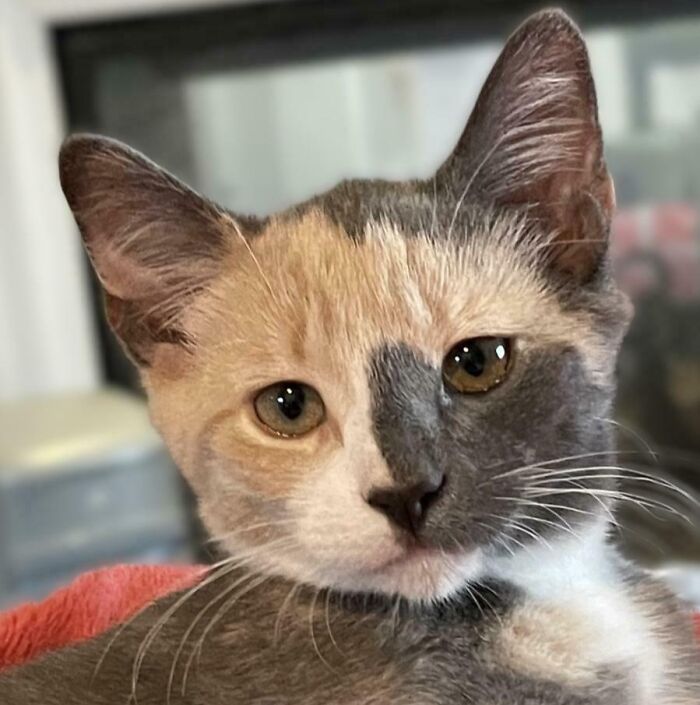 Gato con pelaje bicolor en tonos crema y gris, ejemplo de mascotas con nombres creativos que merecen premios.