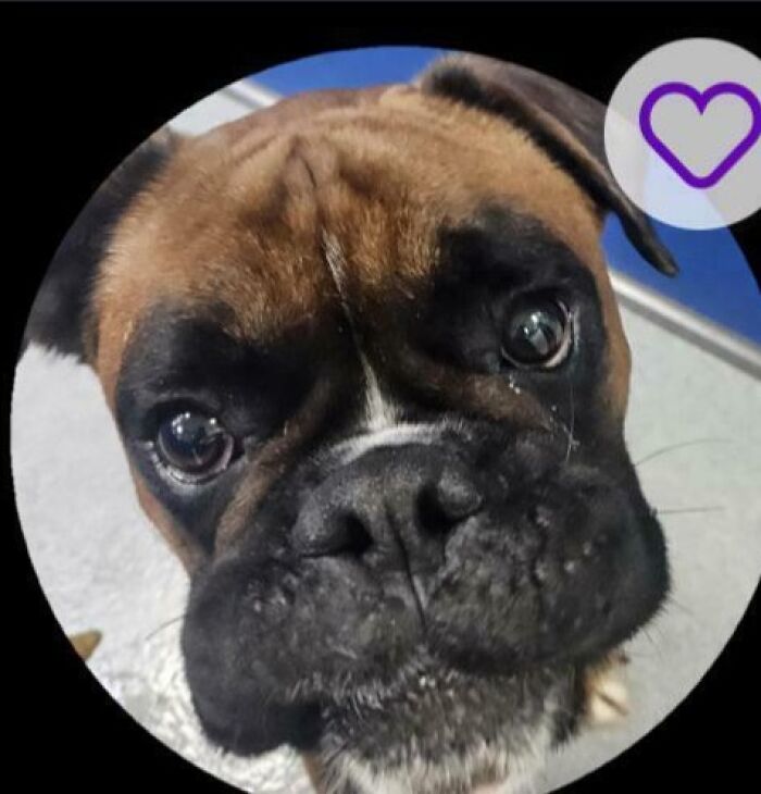 Perro boxer con una expresión tierna, ejemplo de mascotas con nombres geniales merecedores de reconocimiento.