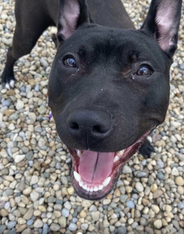 Perro negro feliz sobre piedras, ejemplos de mascotas con nombres geniales que merecen premios creativos.