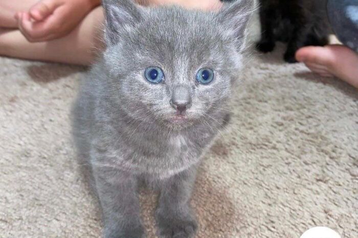 Gatito gris con ojos azules mostrando lo adorables que pueden ser los nombres de mascotas creativos.