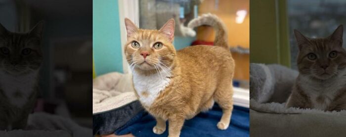 Gato naranja con nombre creativo, ejemplo de mascotas con nombres geniales que merecen premios por su originalidad.