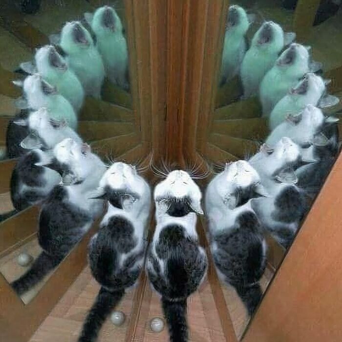 Gato reflejado en espejos formando una imagen incómoda y divertida, ejemplo de fotos horribles pero graciosas.