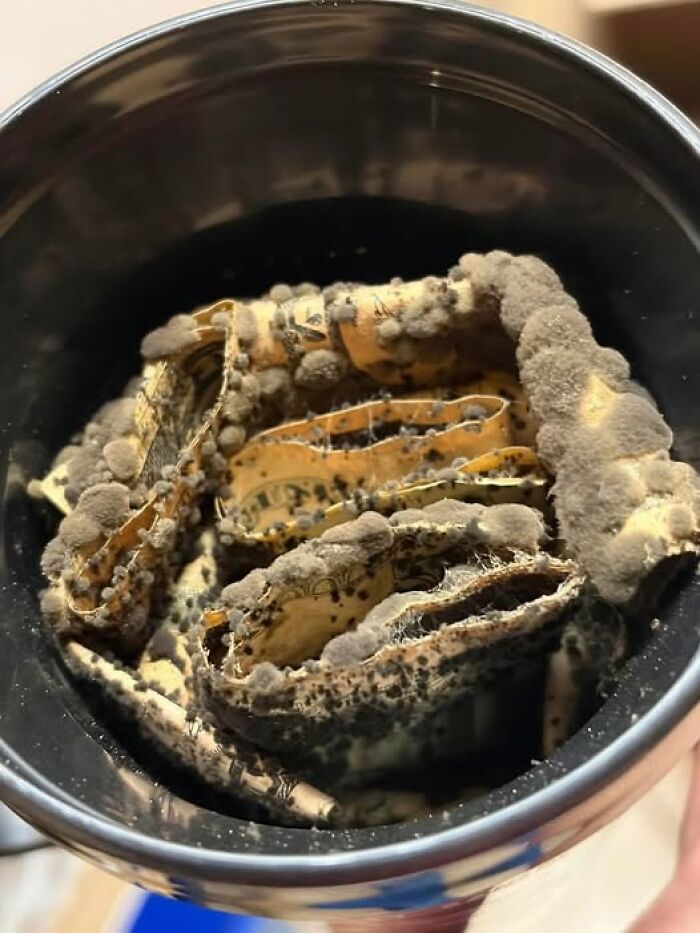 Billetes con moho y daños en un recipiente, ilustrando personas que tuvieron un peor día que tú.