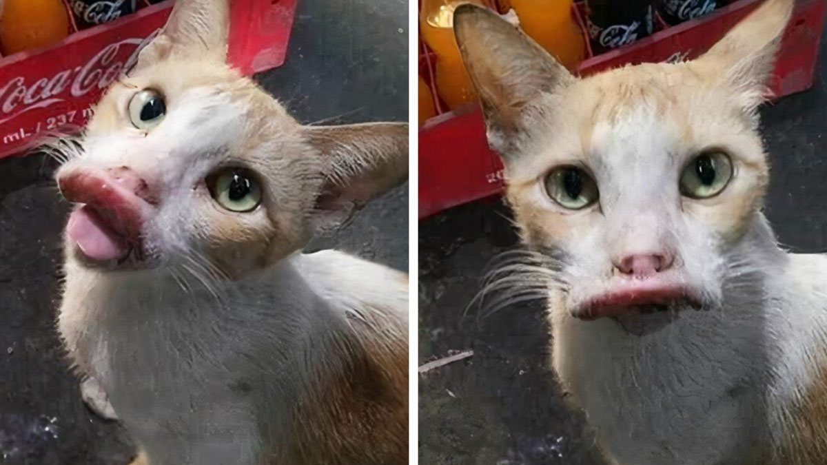 Gato con expresiu00f3n cu00f3mica y labios exagerados, imagen divertida y curiosa para humor diario asombroso.