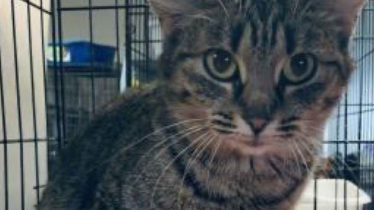Gato atigrado con ojos grandes dentro de jaula, ejemplo de mascotas con nombres creativos y originales.